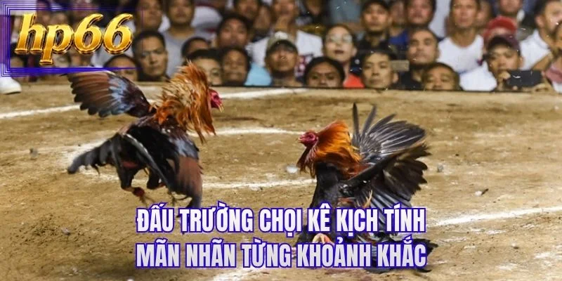 Đấu trường chọi kê kịch tính mãn nhãn từng khoảnh khắc